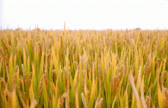 稻谷飘香迎丰年|008PG国际生产基地奏响丰收乐章