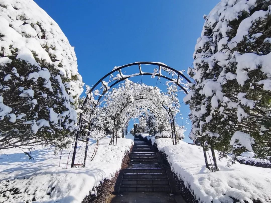 雪落玉龙，，，三冬含暖。。。。